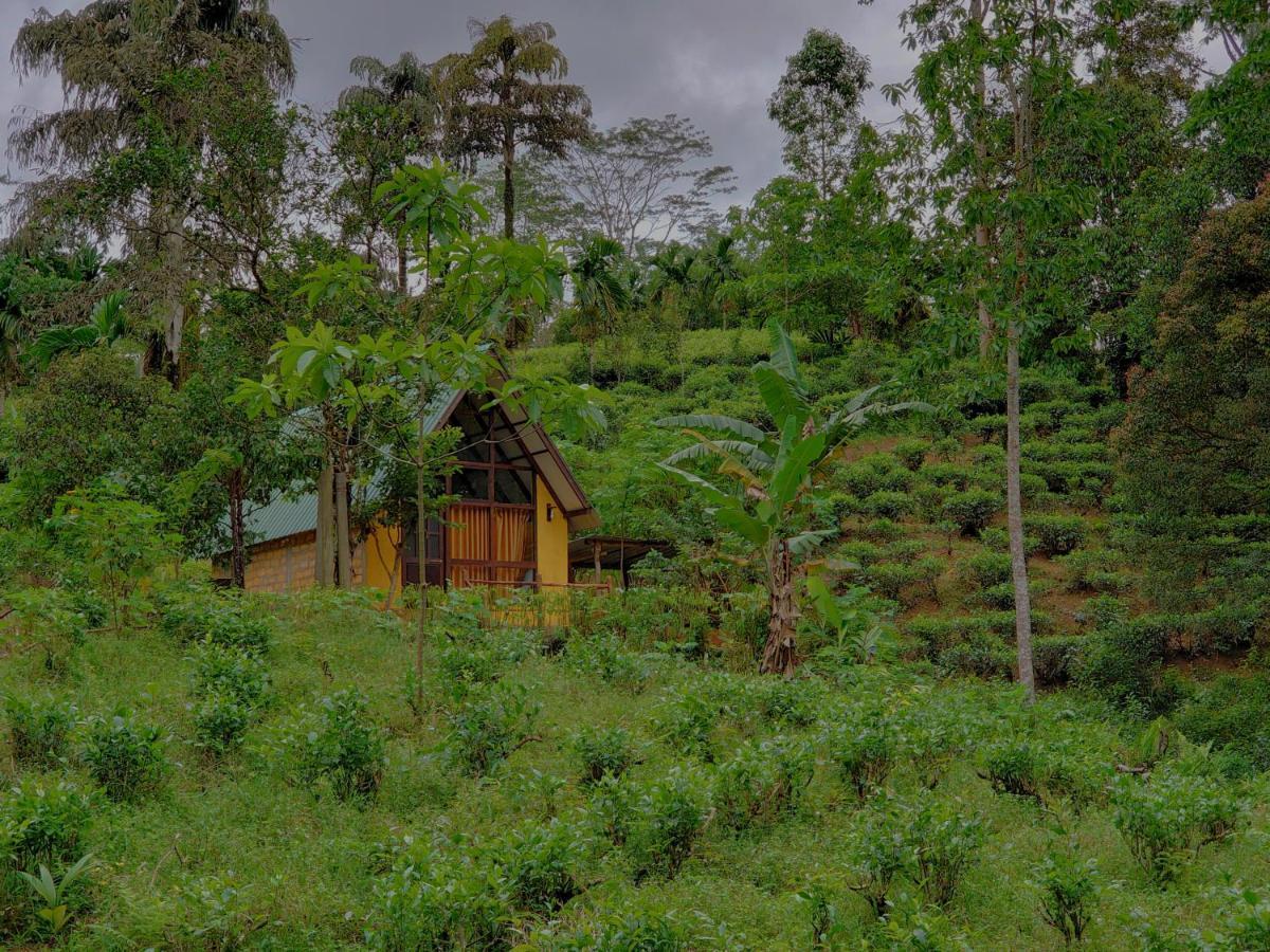 Rainforest Cabin Deniyaya Dış mekan fotoğraf