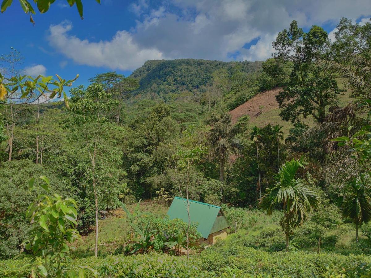 Rainforest Cabin Deniyaya Dış mekan fotoğraf