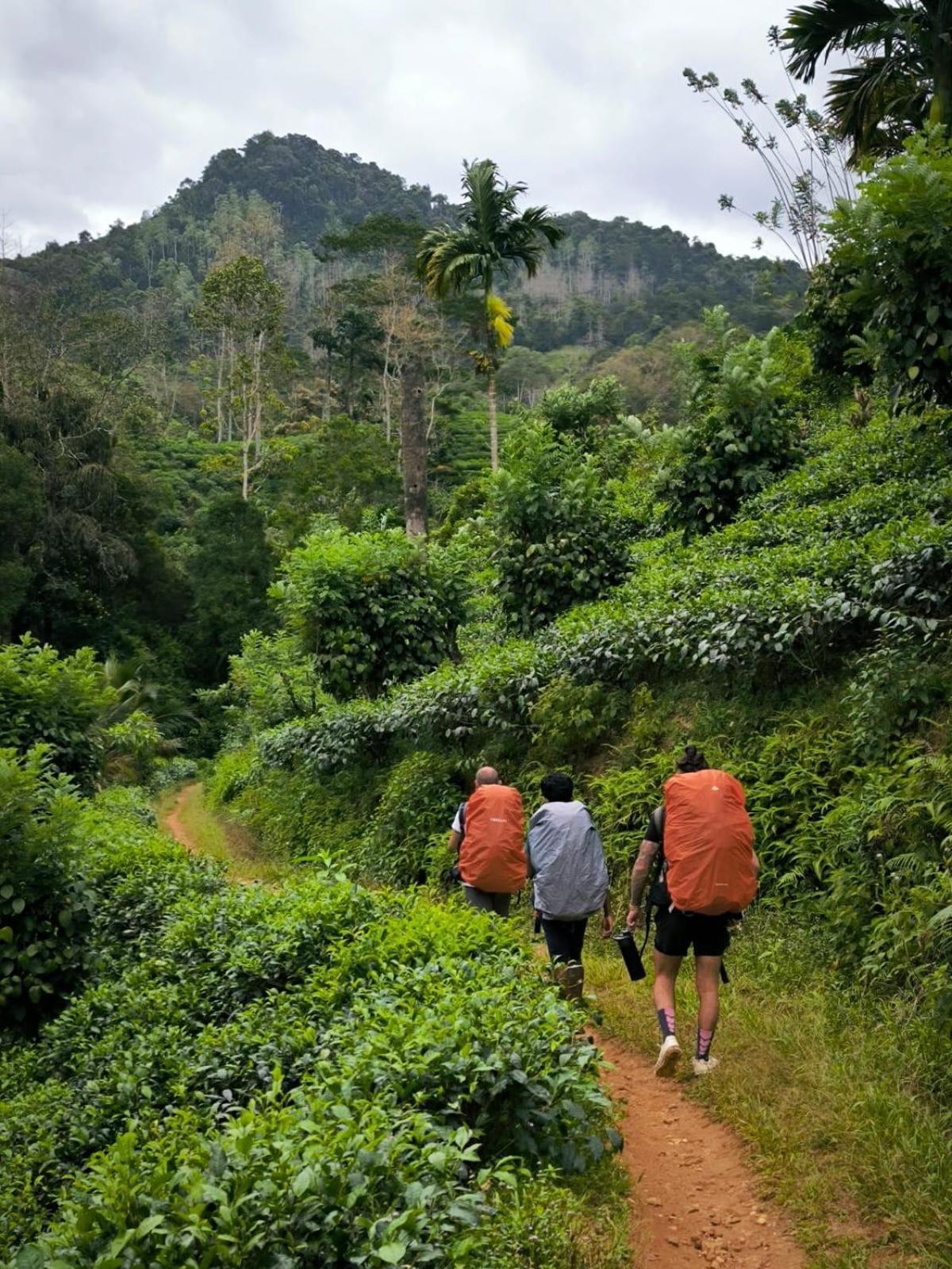 Rainforest Cabin Deniyaya Dış mekan fotoğraf