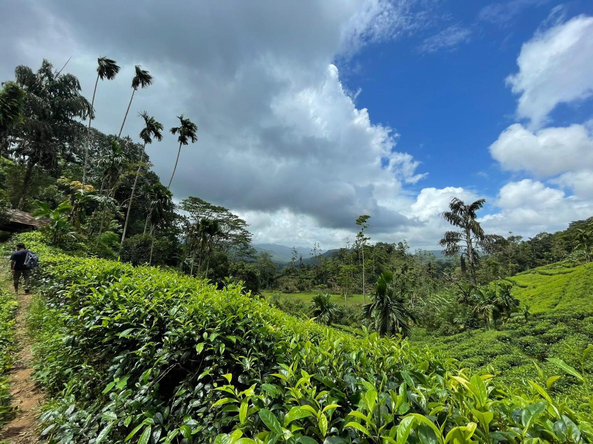Rainforest Cabin Deniyaya Dış mekan fotoğraf