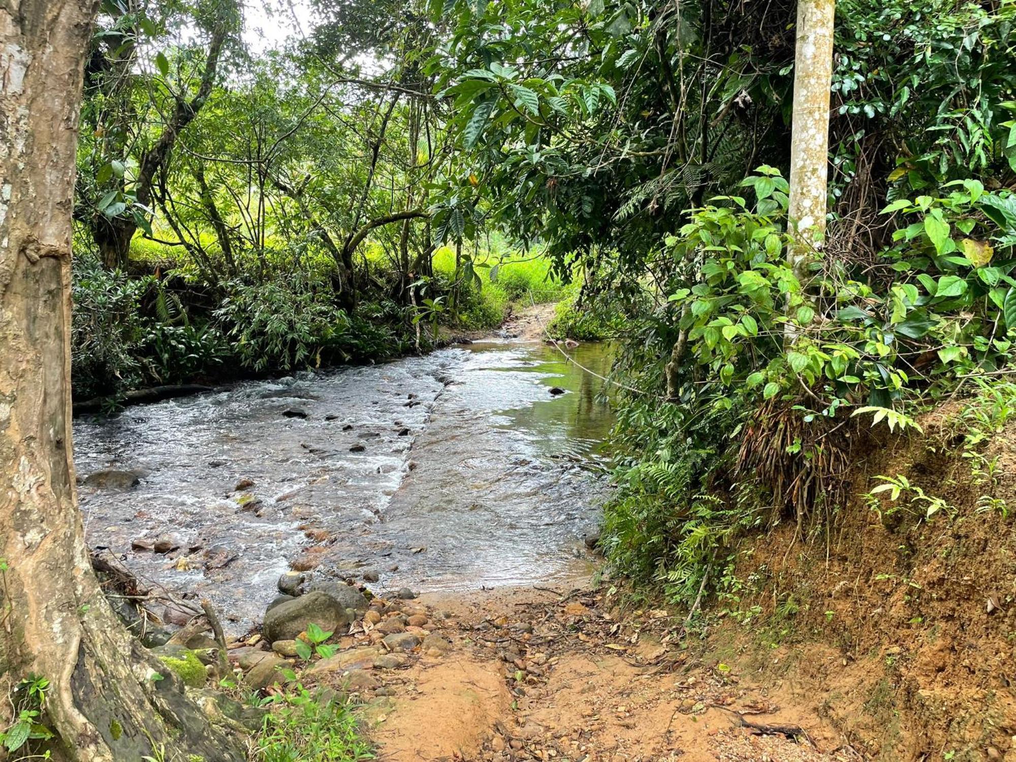 Rainforest Cabin Deniyaya Dış mekan fotoğraf