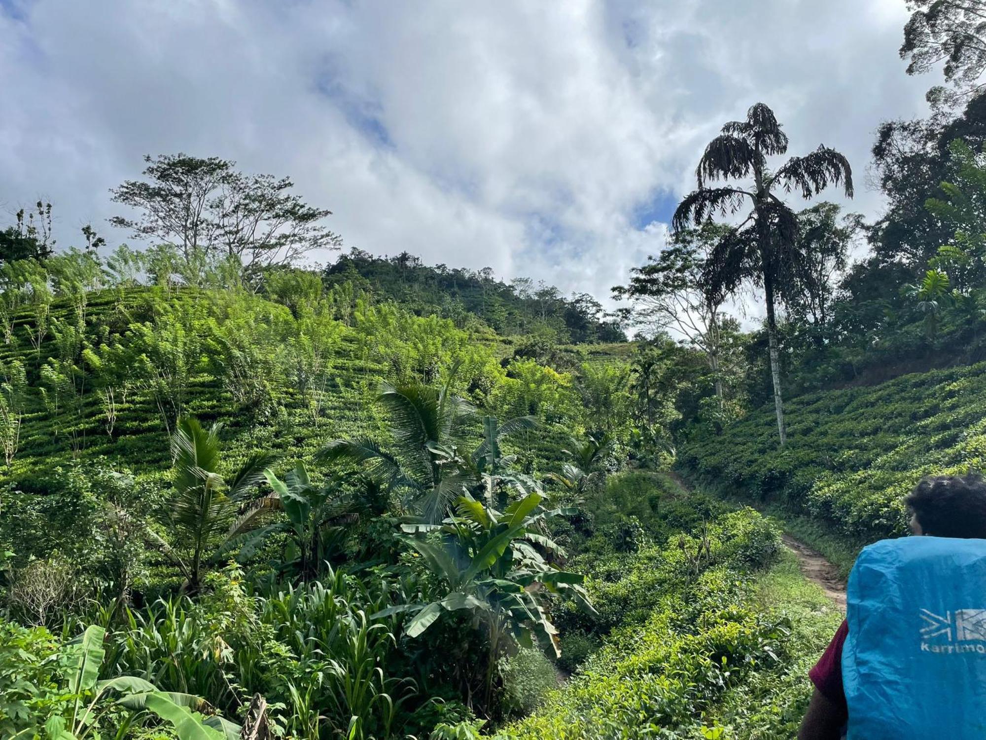 Rainforest Cabin Deniyaya Dış mekan fotoğraf