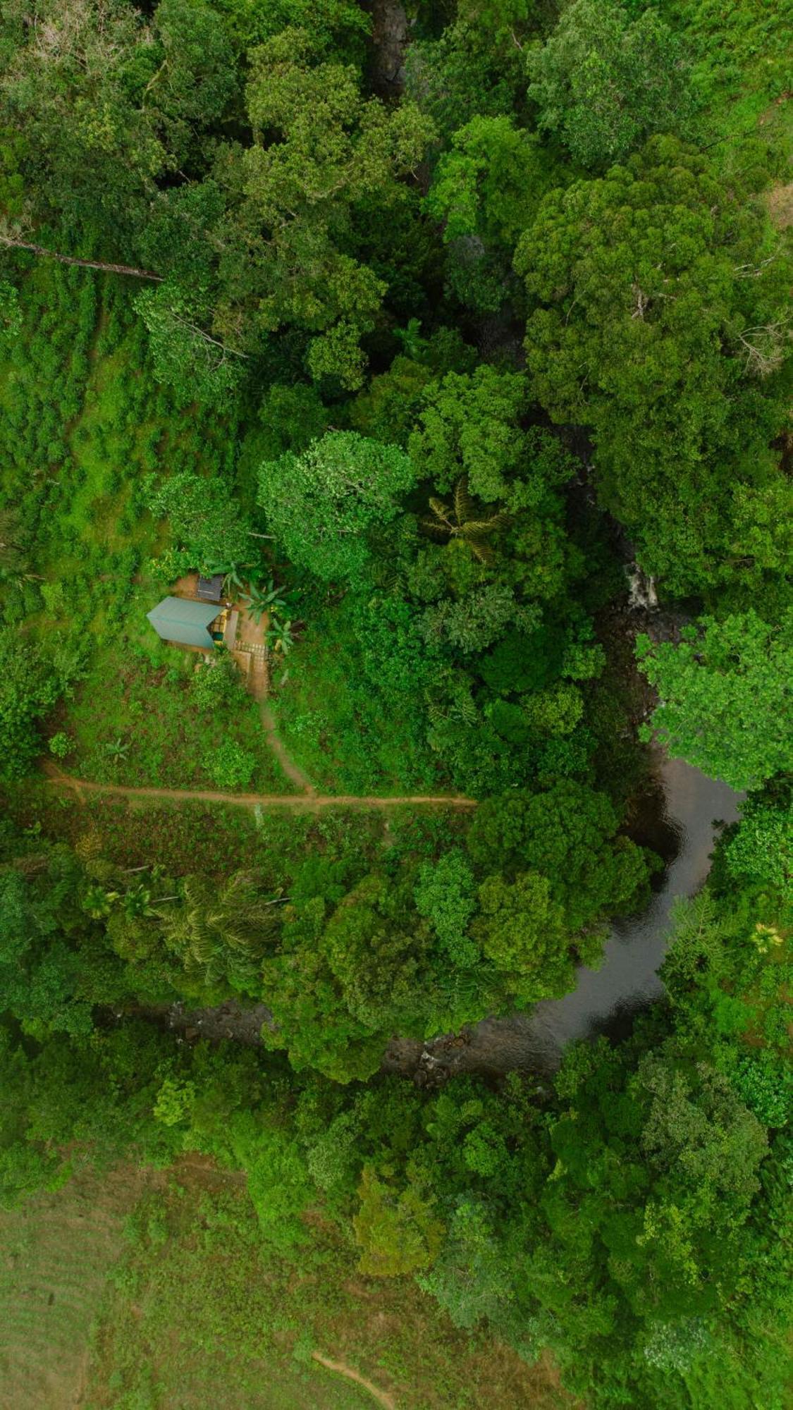 Rainforest Cabin Deniyaya Dış mekan fotoğraf