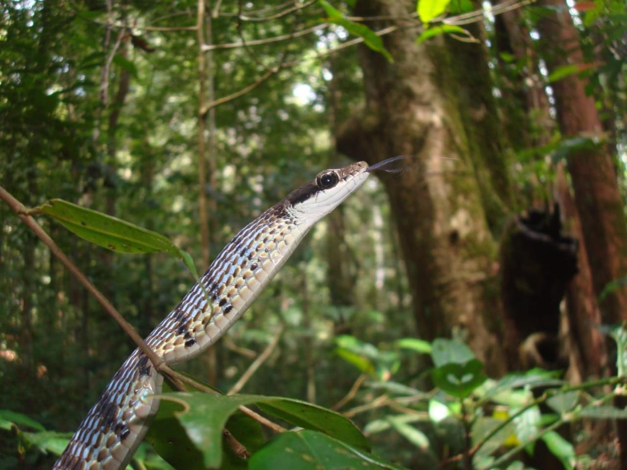 Rainforest Cabin Deniyaya Dış mekan fotoğraf