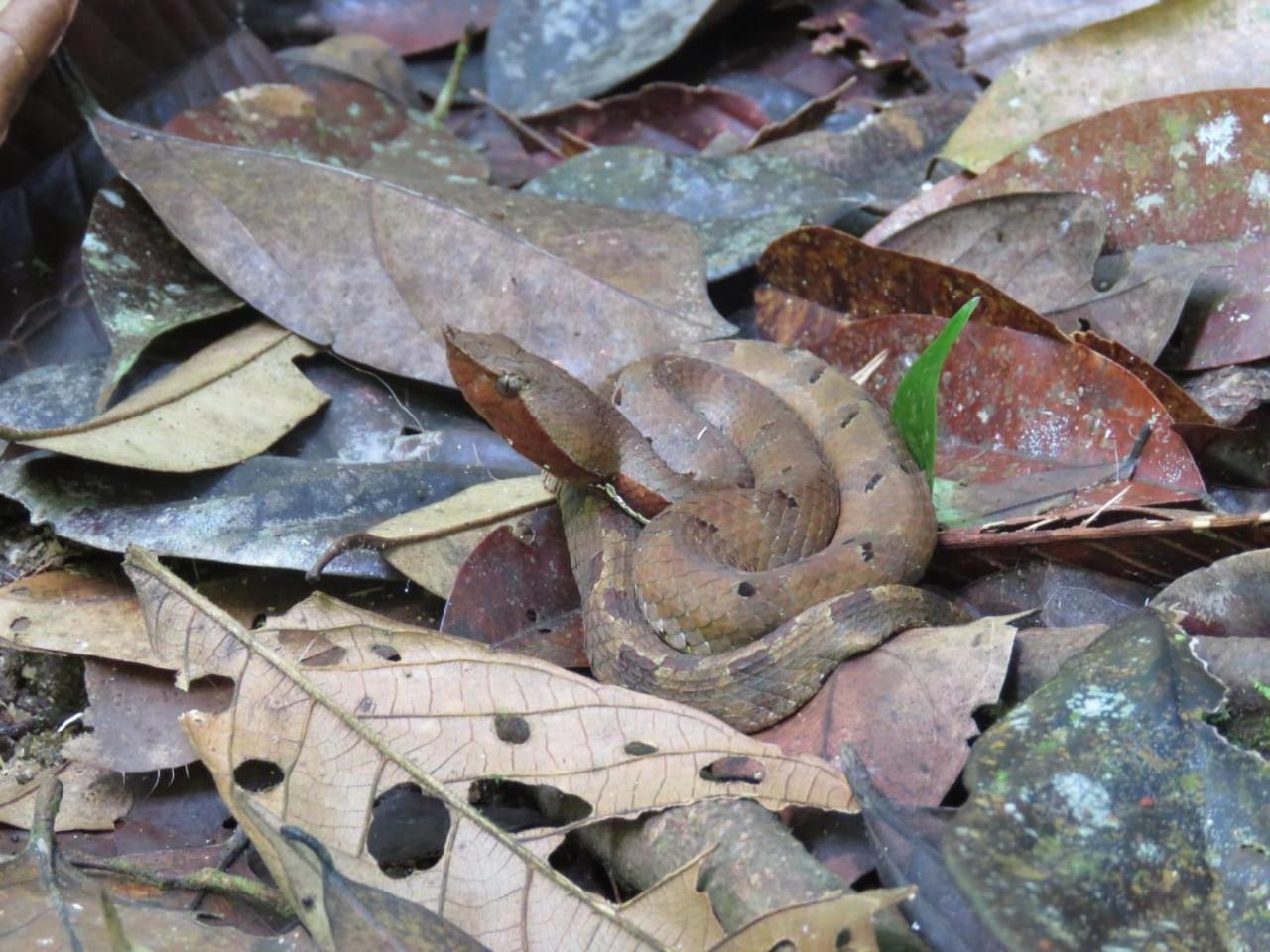 Rainforest Cabin Deniyaya Dış mekan fotoğraf