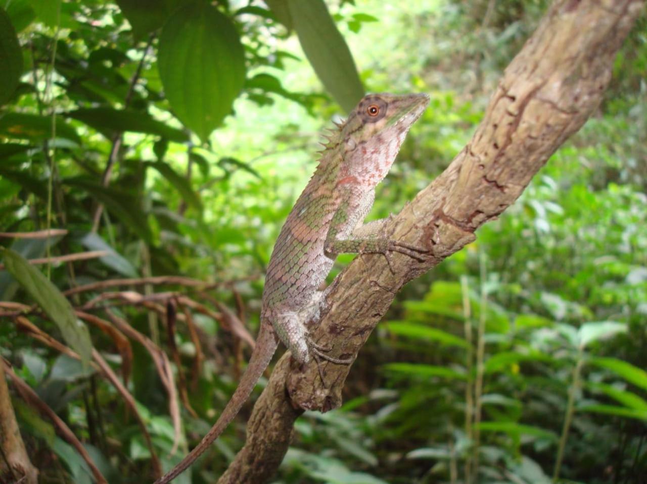 Rainforest Cabin Deniyaya Dış mekan fotoğraf