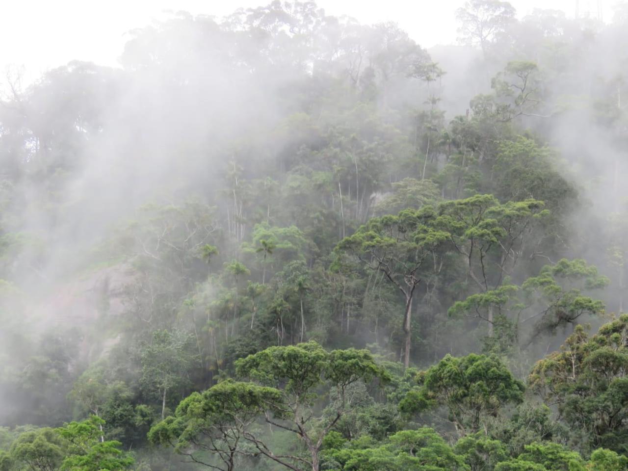 Rainforest Cabin Deniyaya Dış mekan fotoğraf